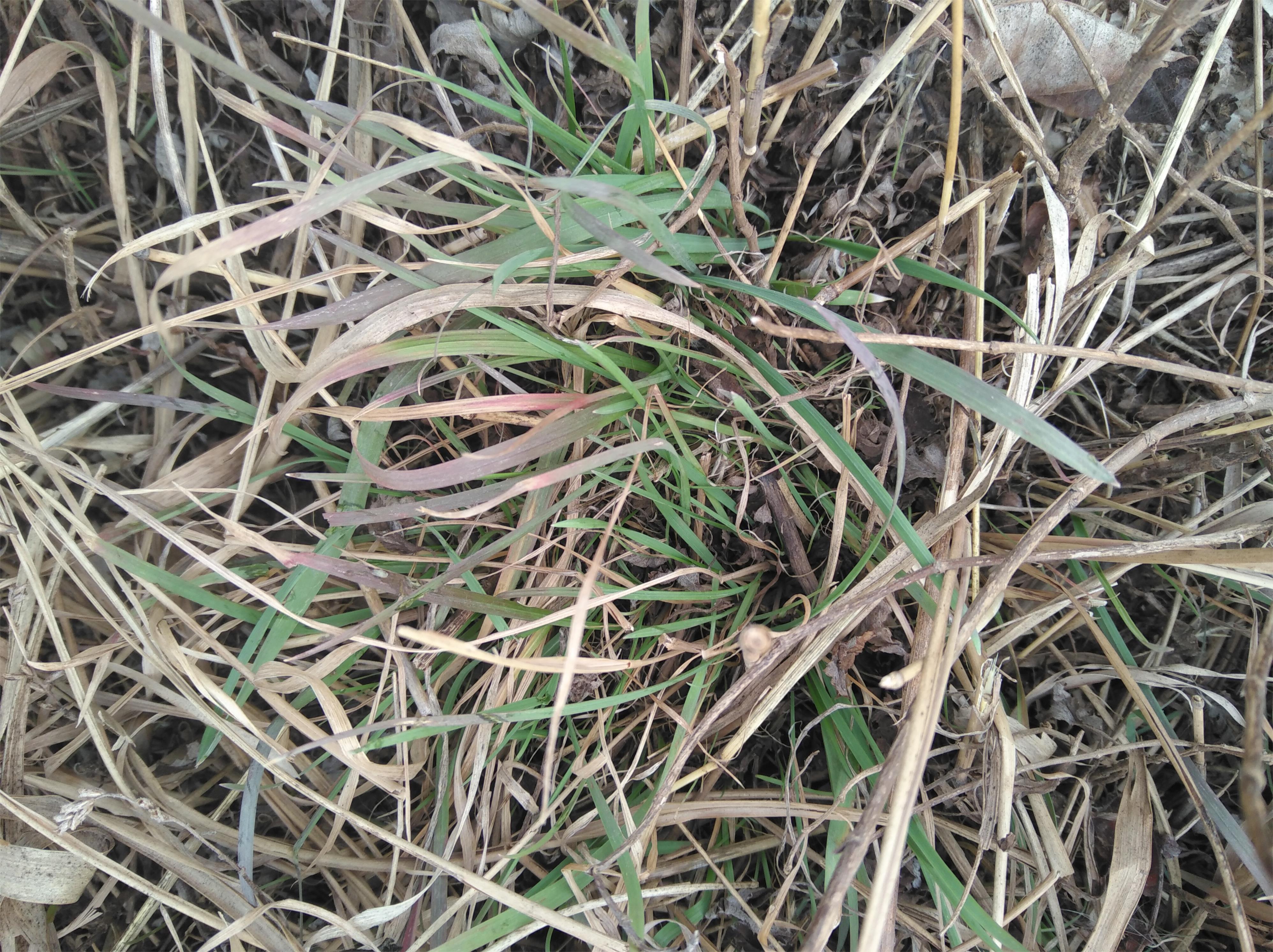 虾蟆草 转载自百家号作者:三农轩辕剑