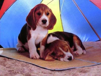 猎兔犬别名哈利犬,是英格兰的群猎犬,是小型版本的英国猎狐犬!