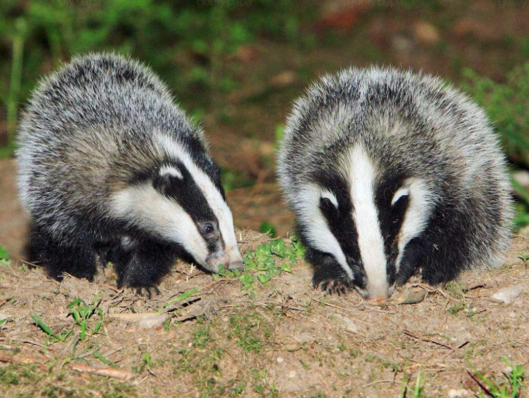 狗獾闯入狐狸窝,狐狸母子拼死反抗,结局会是谁输谁赢?