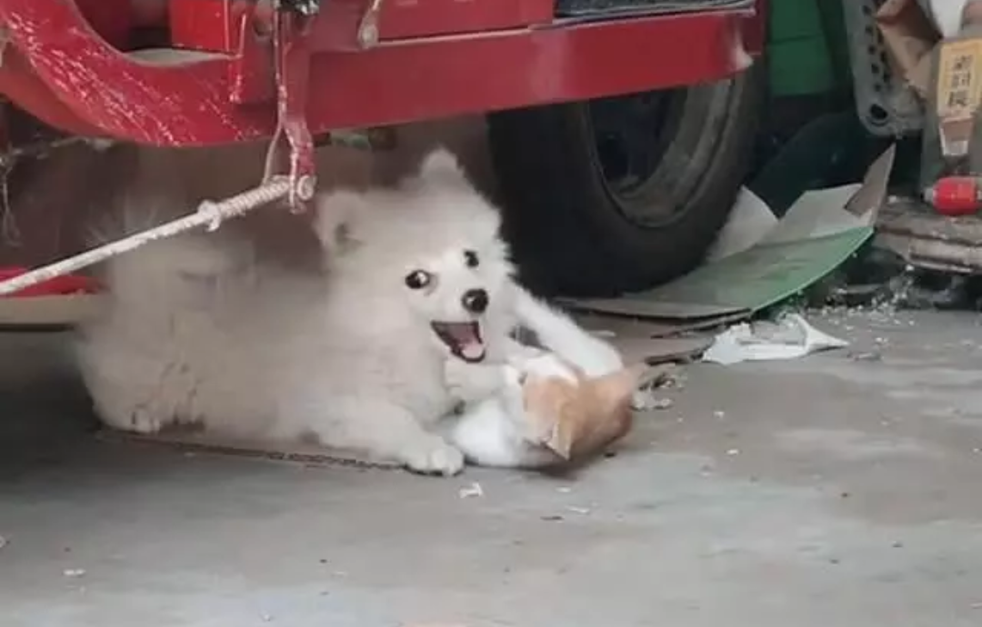 狗子正在欺负猫咪,抬头一看来了个强力帮手,秒变微笑脸讨好对方