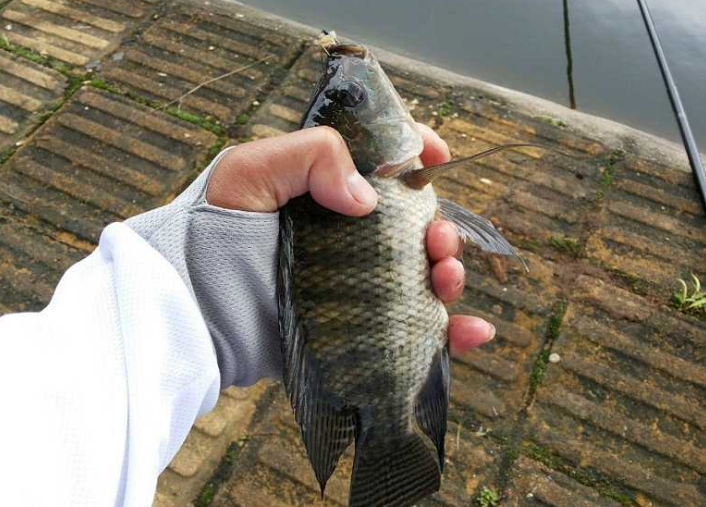 春钓罗非鱼时,需要了解的作钓技巧,让你渔获满满不是梦!