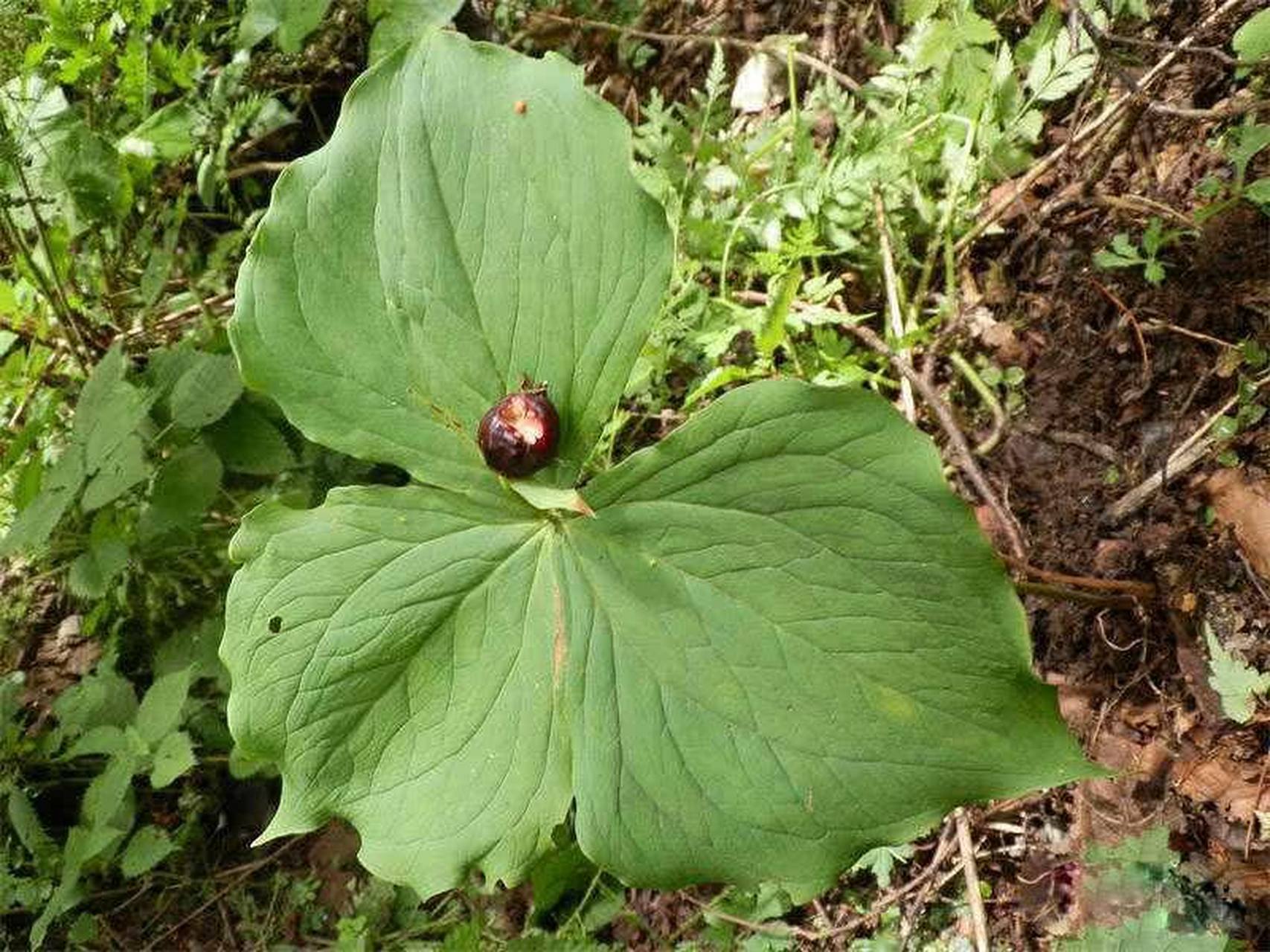 头顶一颗珠的未必是格格,是一味良药也不一定,不妨来看看  头顶一颗珠