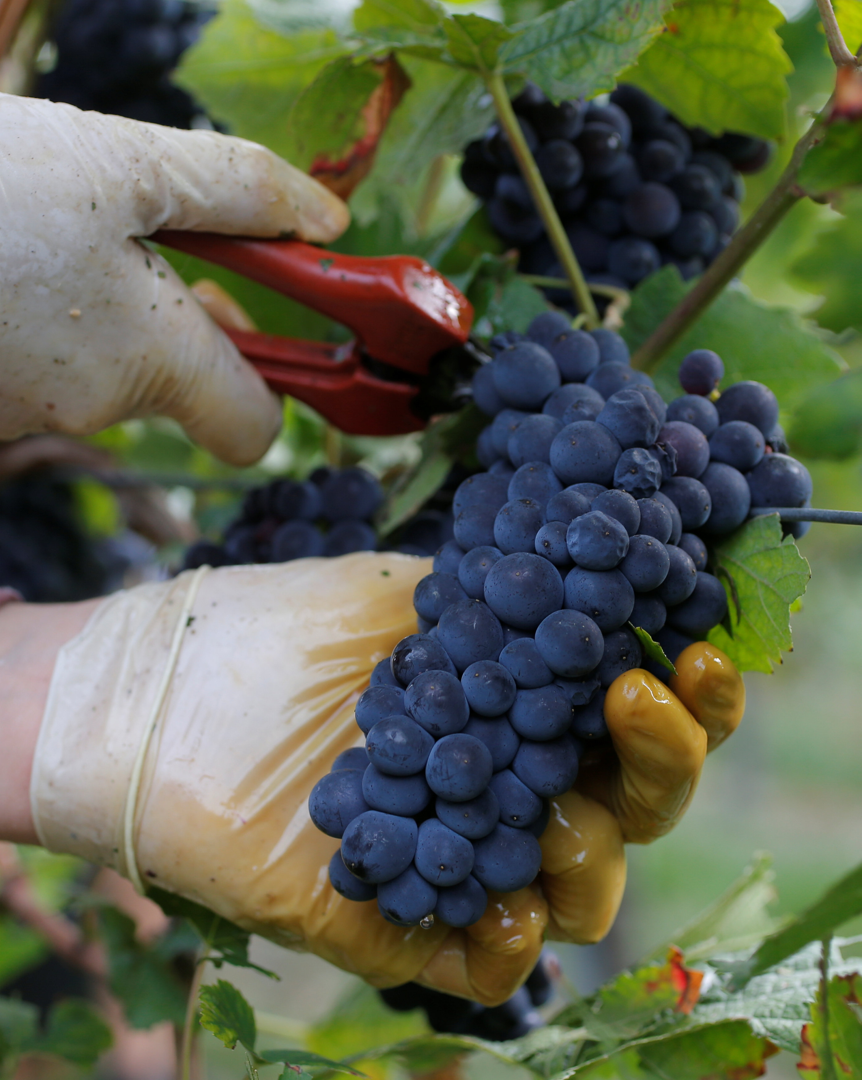 收获黑皮诺葡萄(9)