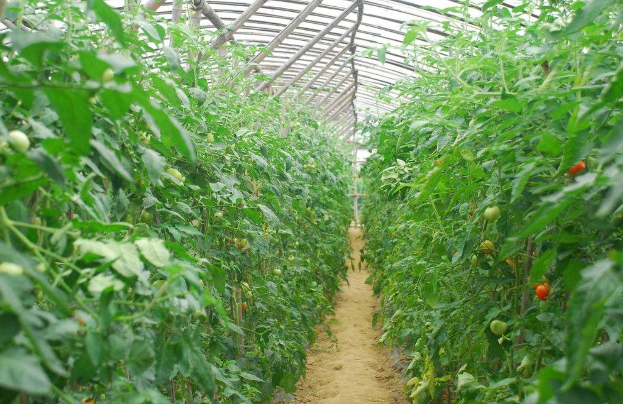 大棚番茄怎么种植,这些方面需要注意