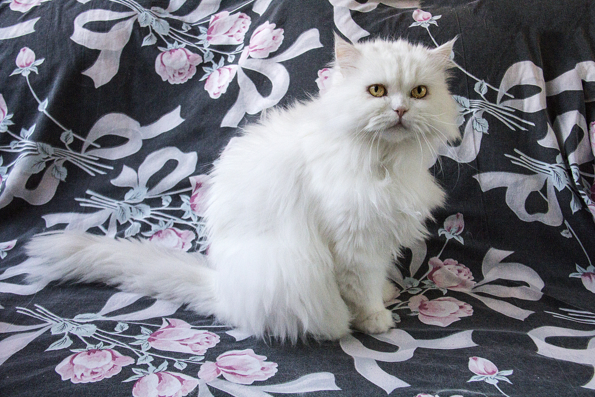 山东狮子猫是猫界中的一种,产自中国山东省临清市,拥有优雅的外形和