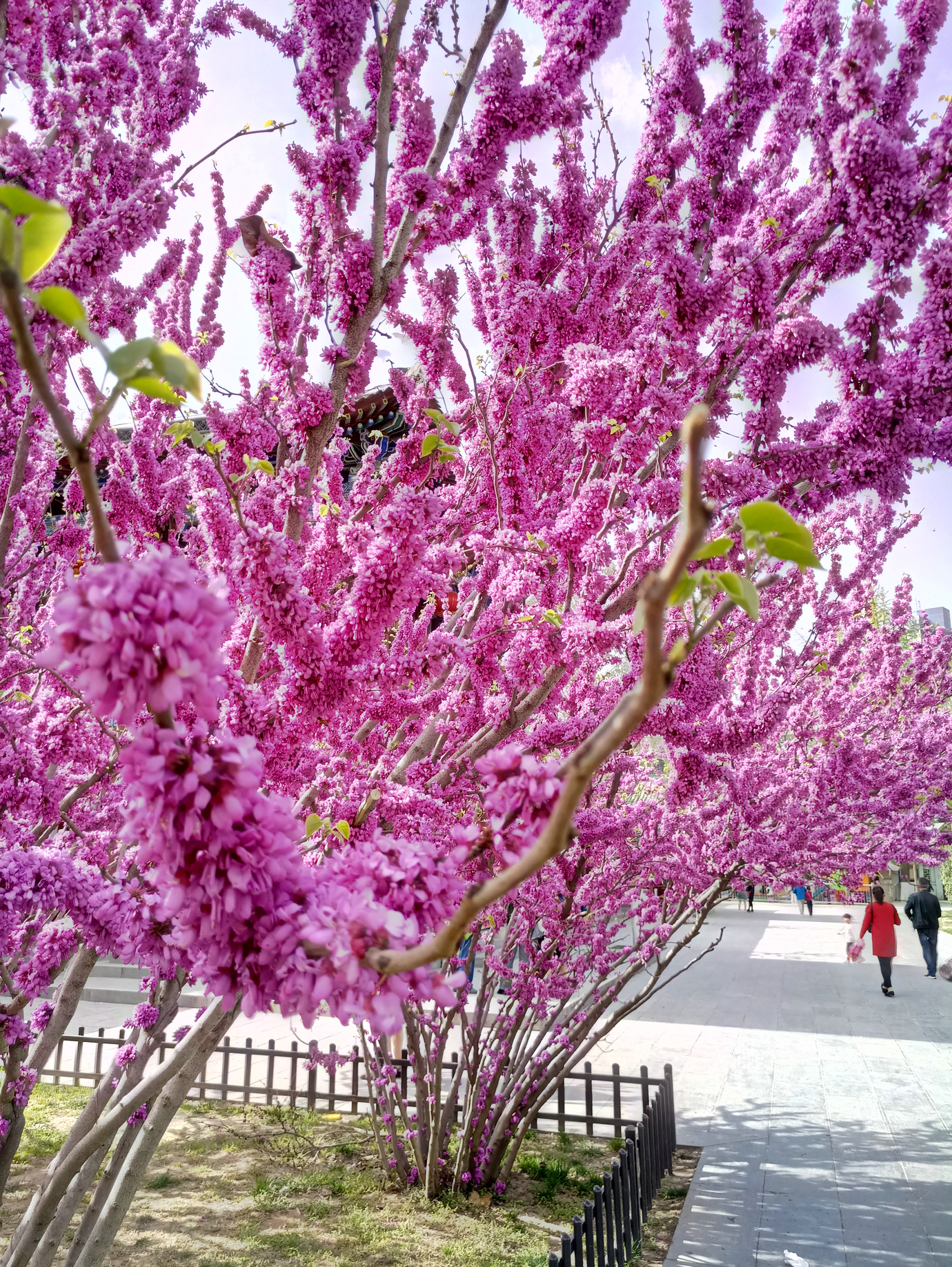 杂花集,花开如美人,娇艳无双,让眼睛和心情都极度舒适