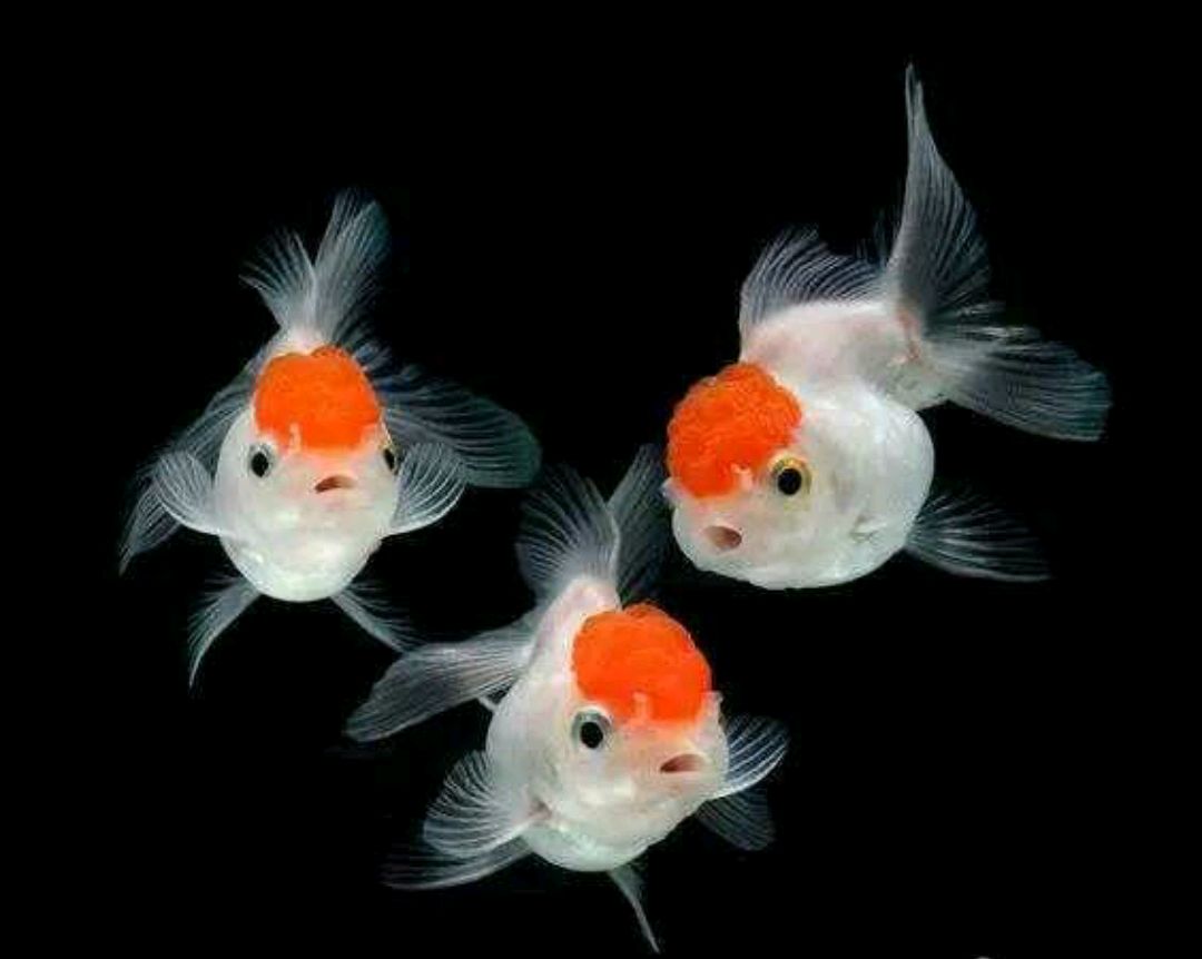 一条倔强的小鱼儿,义无反顾的跳出缸外