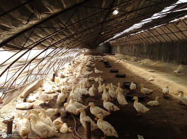 如何渔池养鸭提高养殖效益,养鸭的老铁们看这里