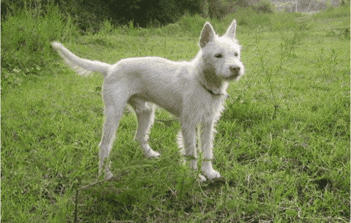 贵州下司犬有望成警犬