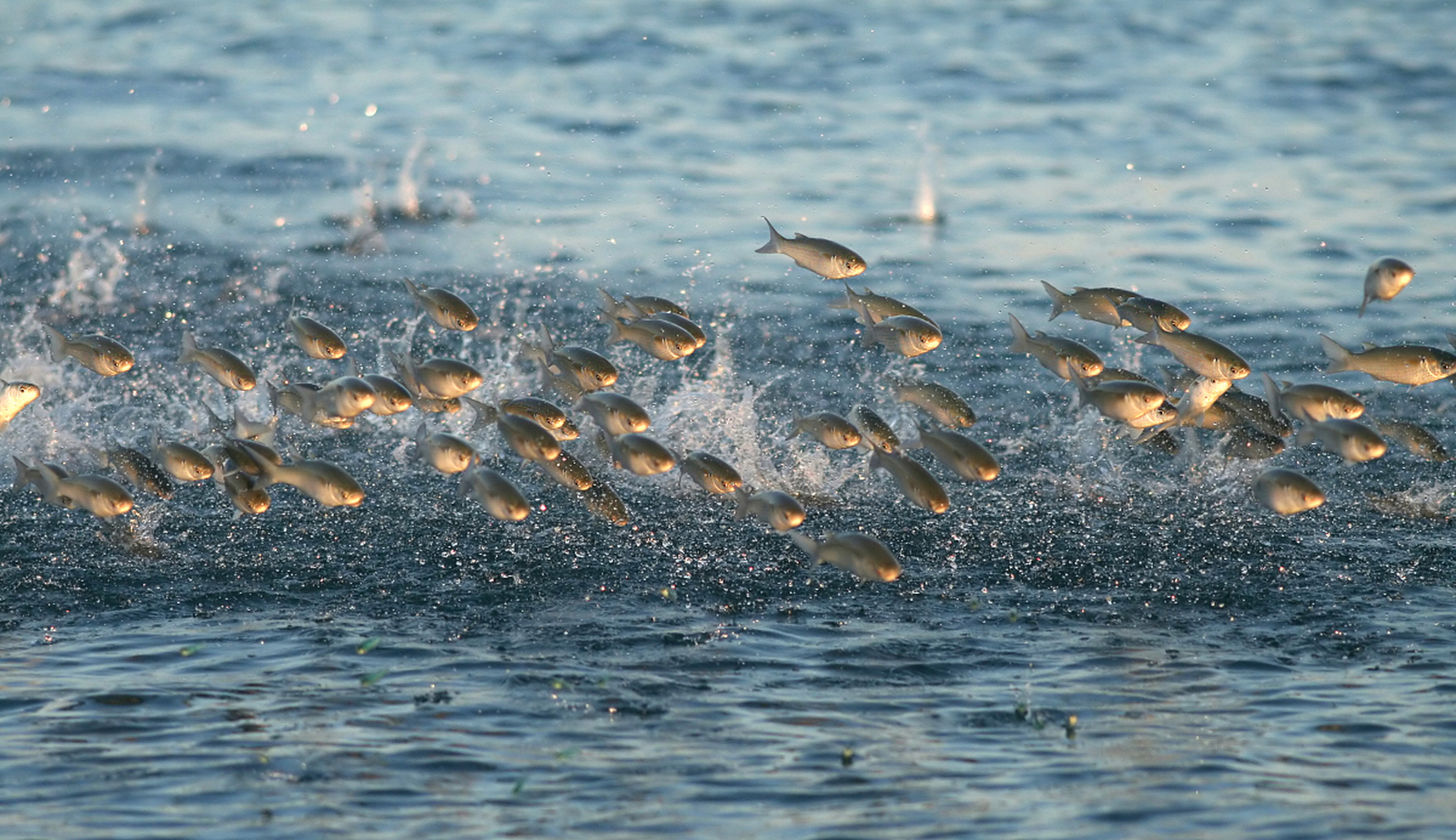 想象一下,阳光照耀在湖面上,一群鱼儿欢快地跳跃着,仿佛在为大自然