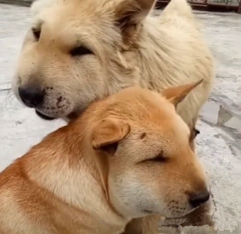 两只土狗捅马蜂窝,结果让人哭笑不得,网友:难兄难弟