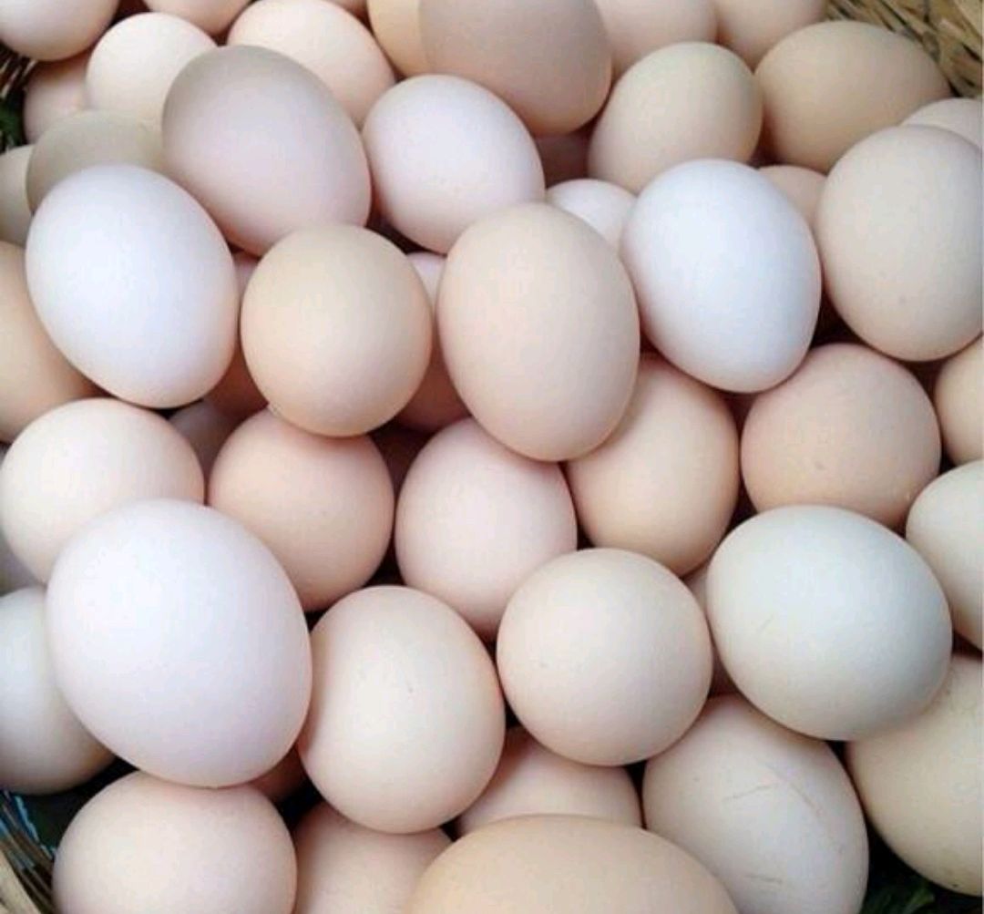农村散养土鸡蛋营养多过饲料鸡蛋?真的吗?
