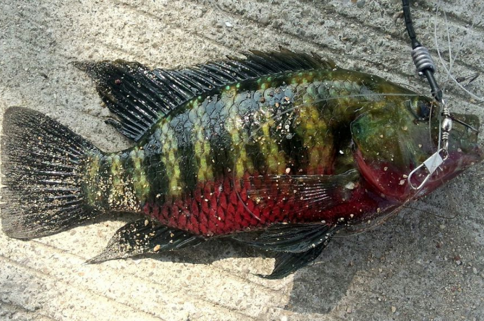 鱼塘出现红色罗非鱼,竟能安全过冬,这下控制不住了