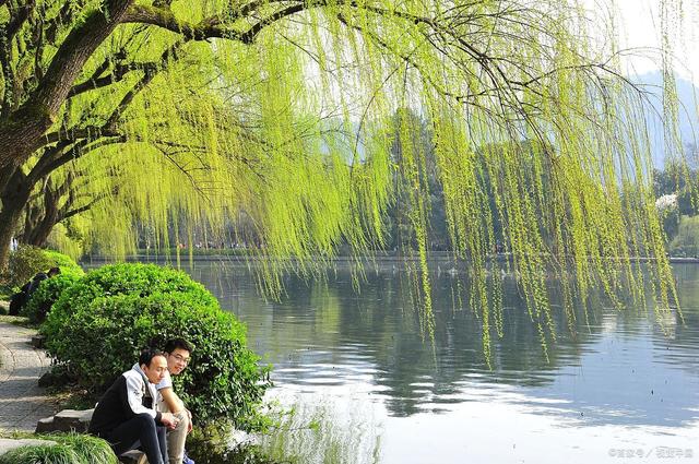 园林名树,杨柳养护赏析:报春之柳知多少?