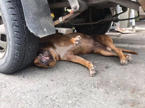 流浪狗被货车碾到,路人却只顾拍照!得知真相后才发现是"碰瓷"