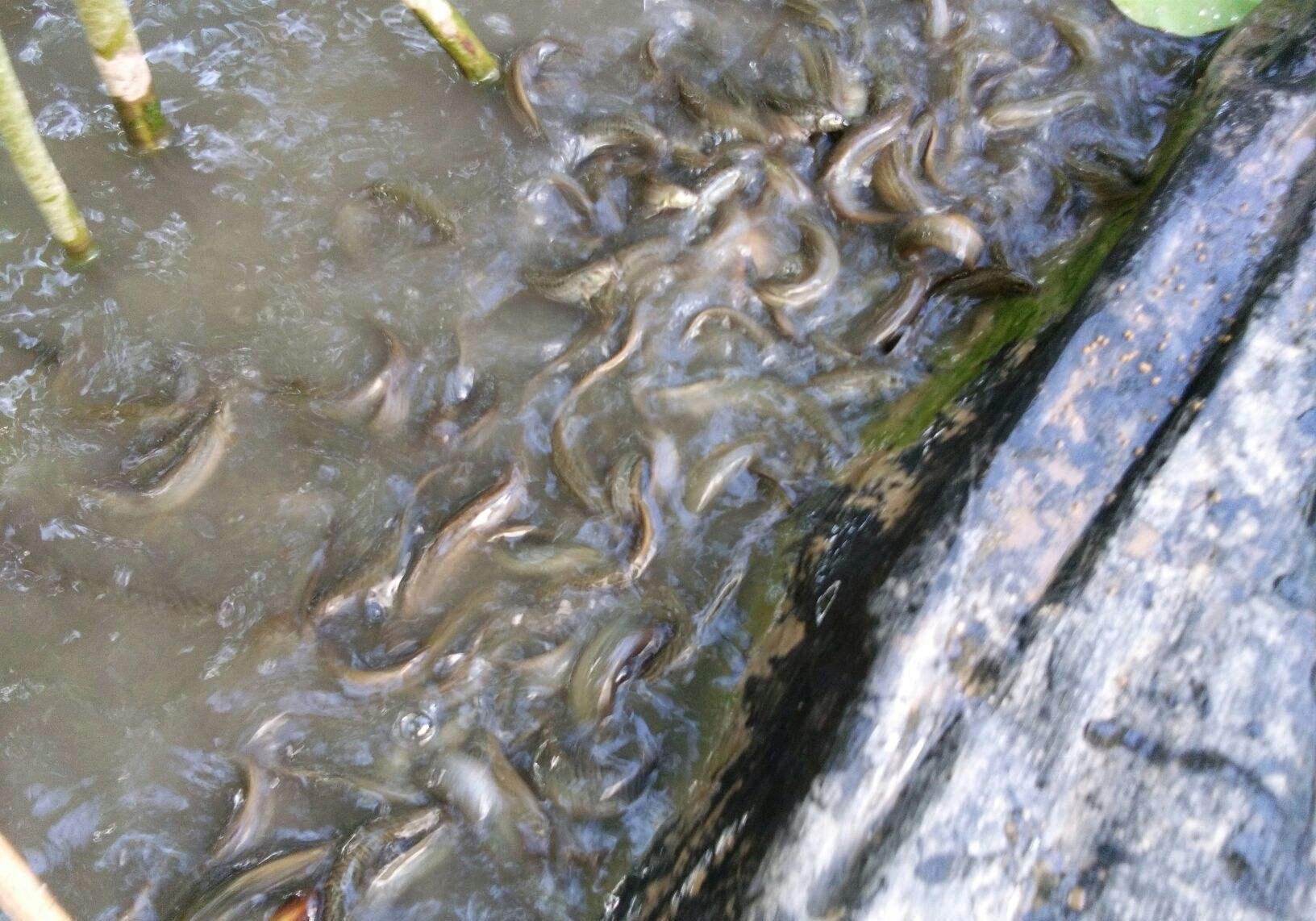 野生泥鳅数量越来越少,随之出现的生态养殖技术,则变得比较常见