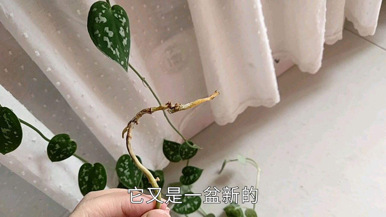 这种绿萝烂了一颗枝条,我没有心疼反而暗自窃喜,你们猜为啥?