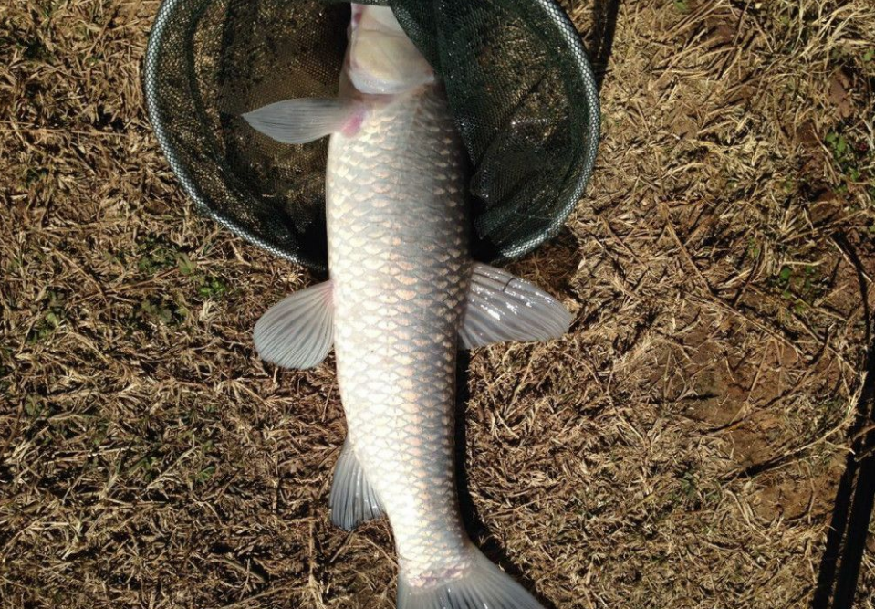 在水庫釣青魚,只要把握好技巧,想要爆護很輕鬆