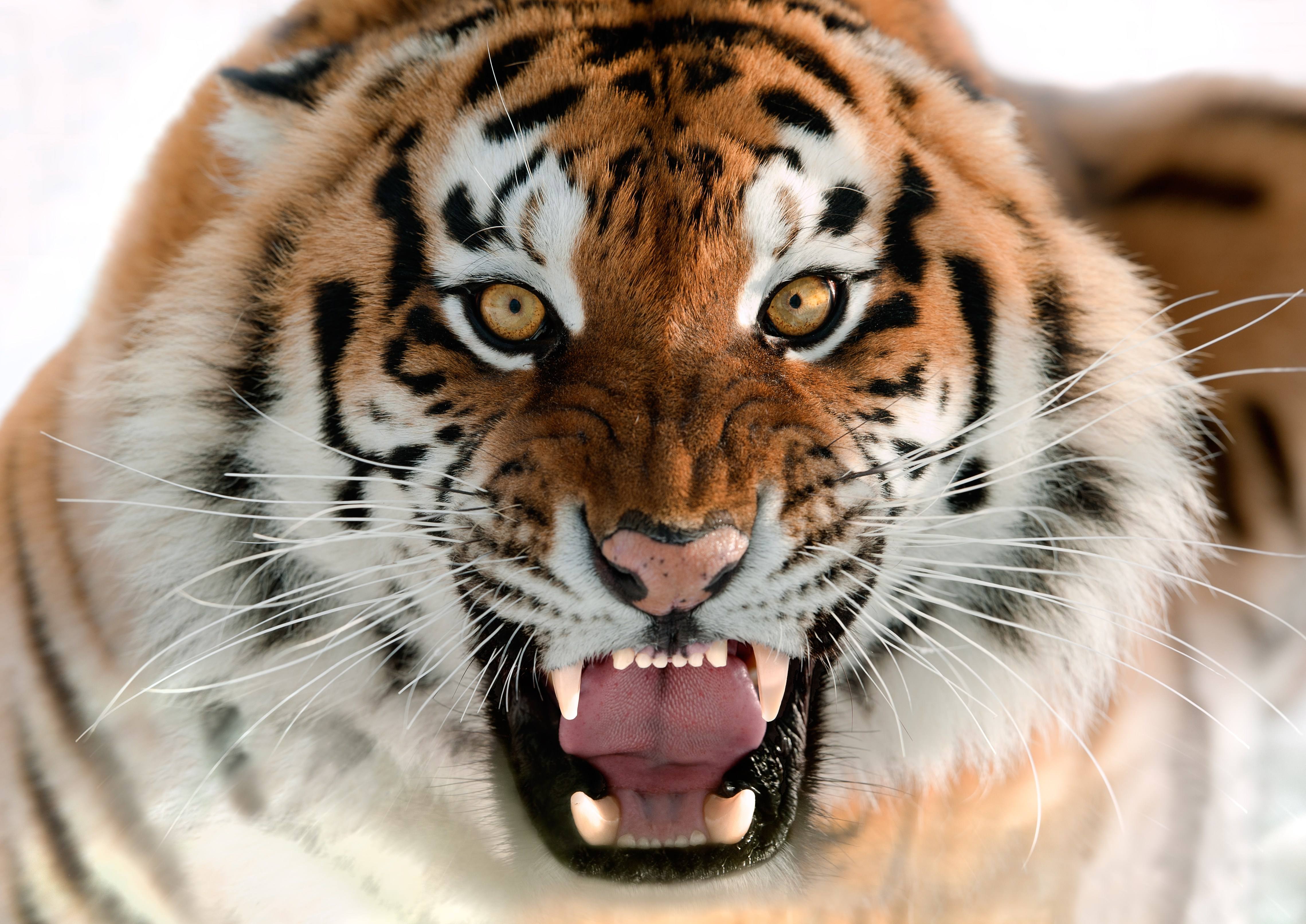 新疆罗布泊周围以前真的有老虎吗,什么原因让他们灭绝了?