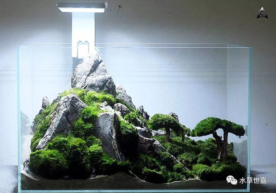鱼缸里种棵树系列-苔藓缸