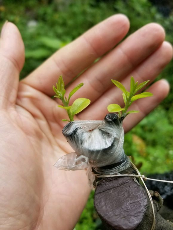 嫁接的金弹子来芽了,但长势太弱了,这是怎么回事呢?求高手解惑