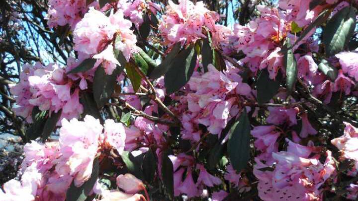 18.5万亩 中国最大的野生杜鹃花海正在攀枝花绽放