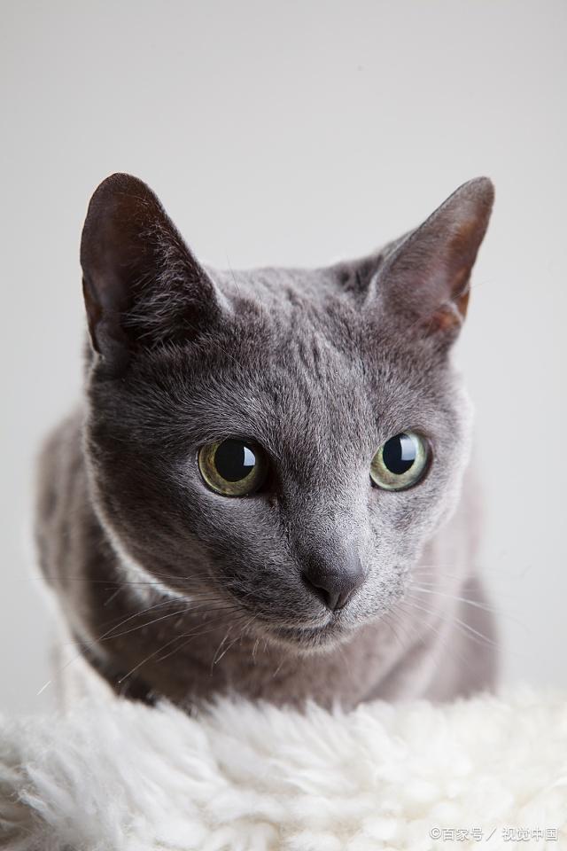 俄罗斯蓝猫体型细长,大而直立的尖耳朵,尽显一派猫中的贵族风度