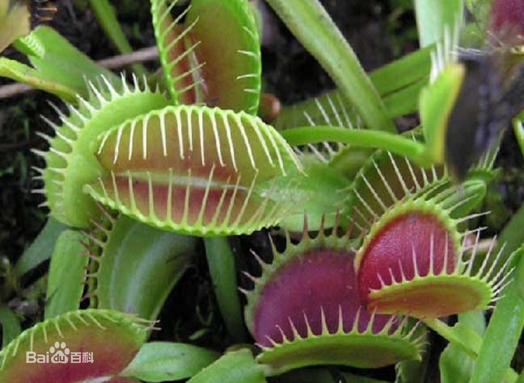 自然界十大肉食植物之一:捕蝇草,它成为最受国内宠爱的食虫植物