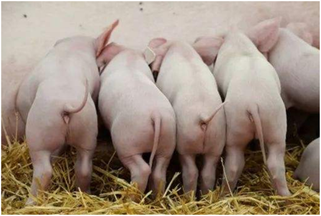 肉脂型猪有哪些品种,都有什么特点,这些知识养殖户们知道吗