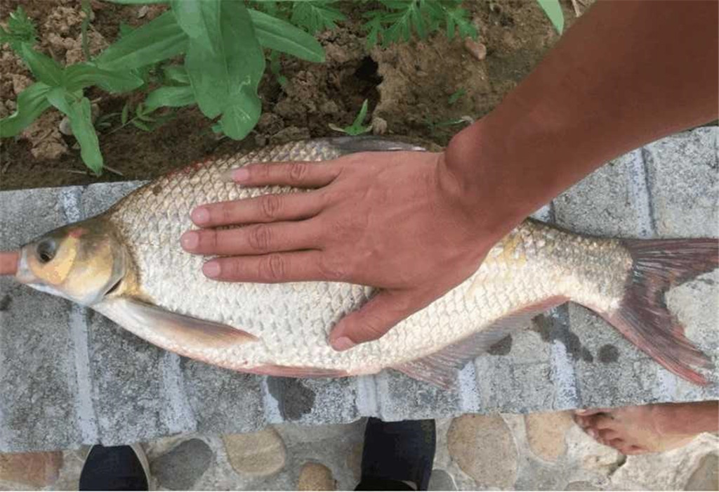 香鲤鲫 - 2020年最新商品信息聚合专区 - 百度爱采购