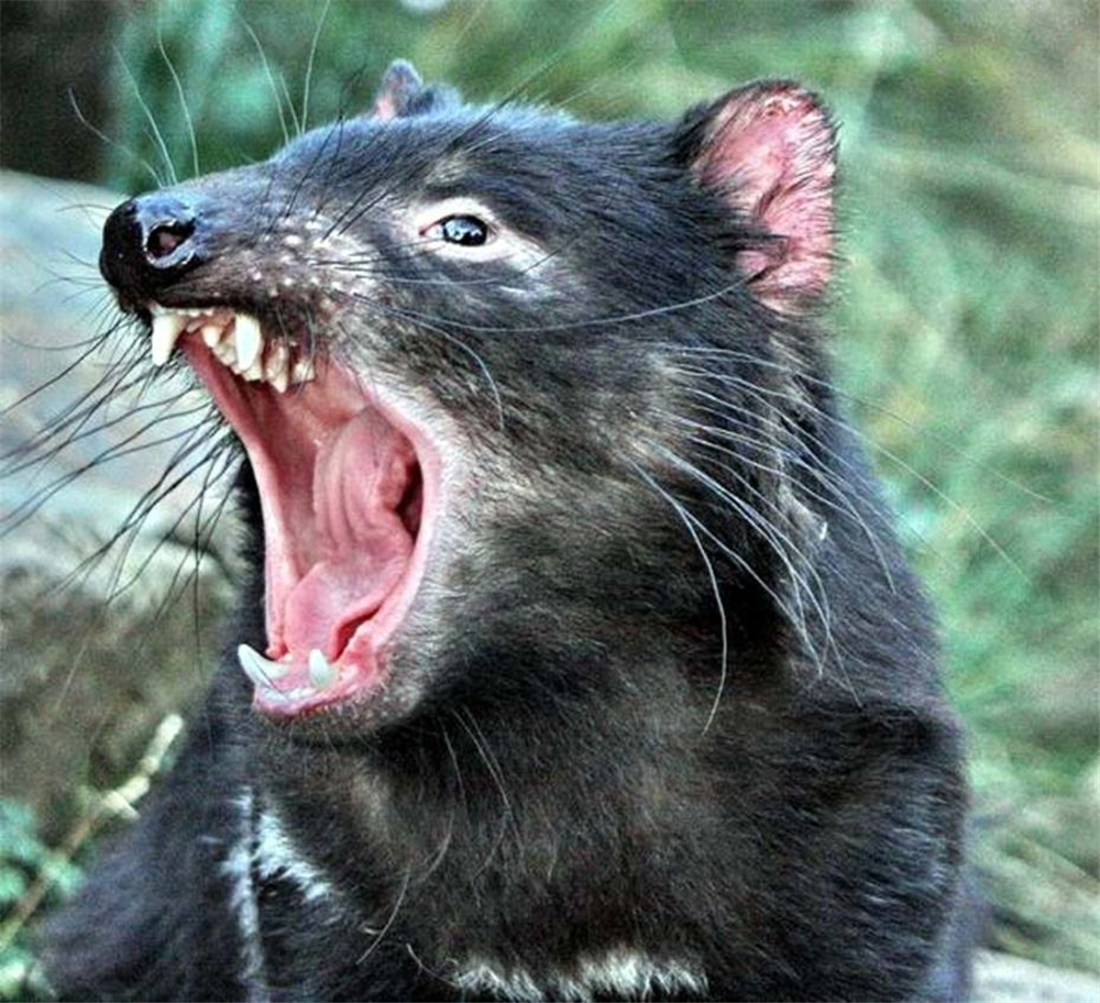 这动物被人称大嘴怪,肚子上有个育儿袋,遇险还会放屁连蜜獾都怕