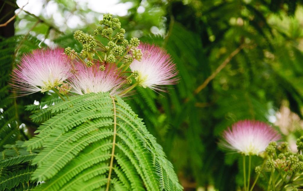 合欢树树树树 - 热门商品专区