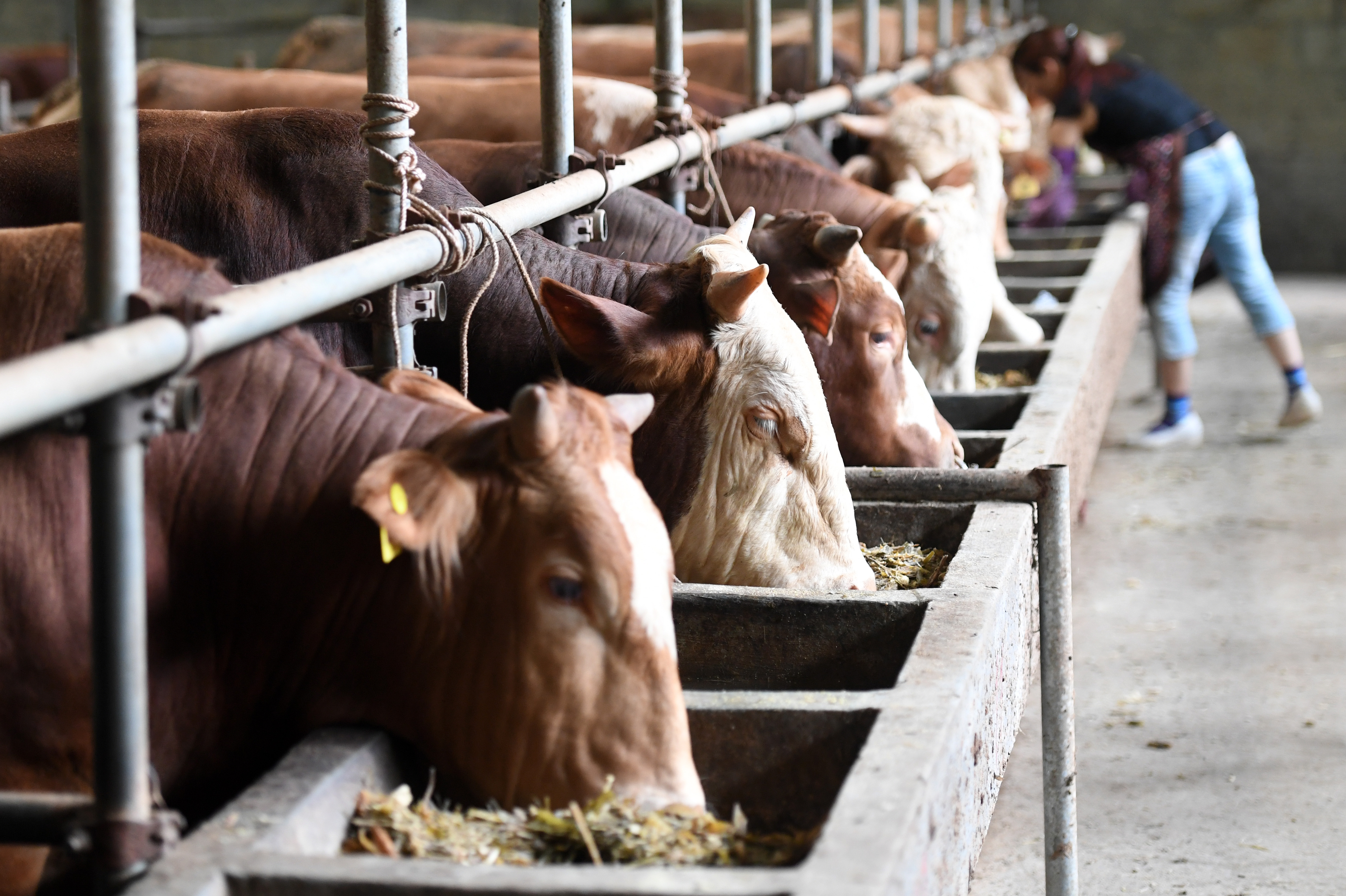 广西都安:发展"牛产业" 走上致富路(7)