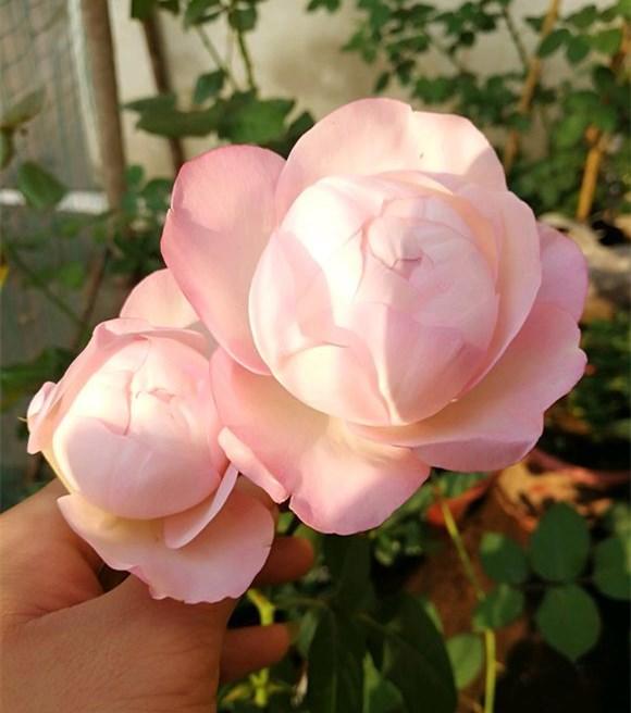 月季小黑飞,看着人心慌,几招"消灭"它