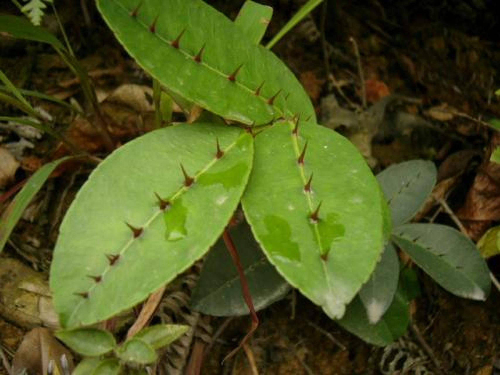 #科普知识竞赛#两面针,中药名.为芸香科植物两面针的干燥根.全年均可