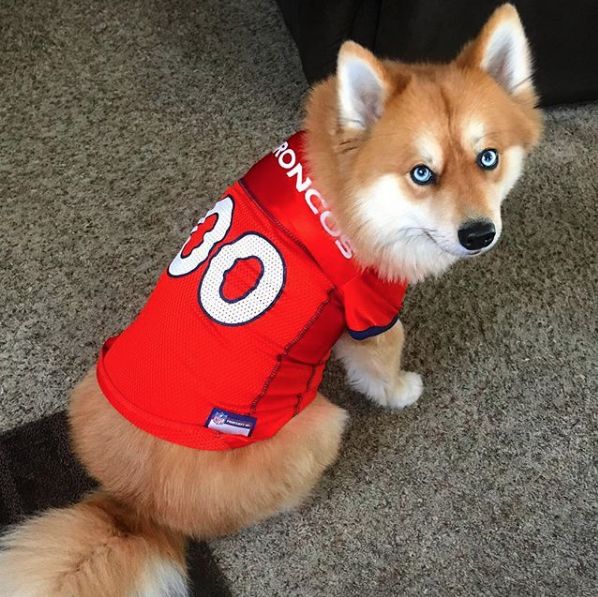 哈士奇和博美生的孩子,叫博士奇?