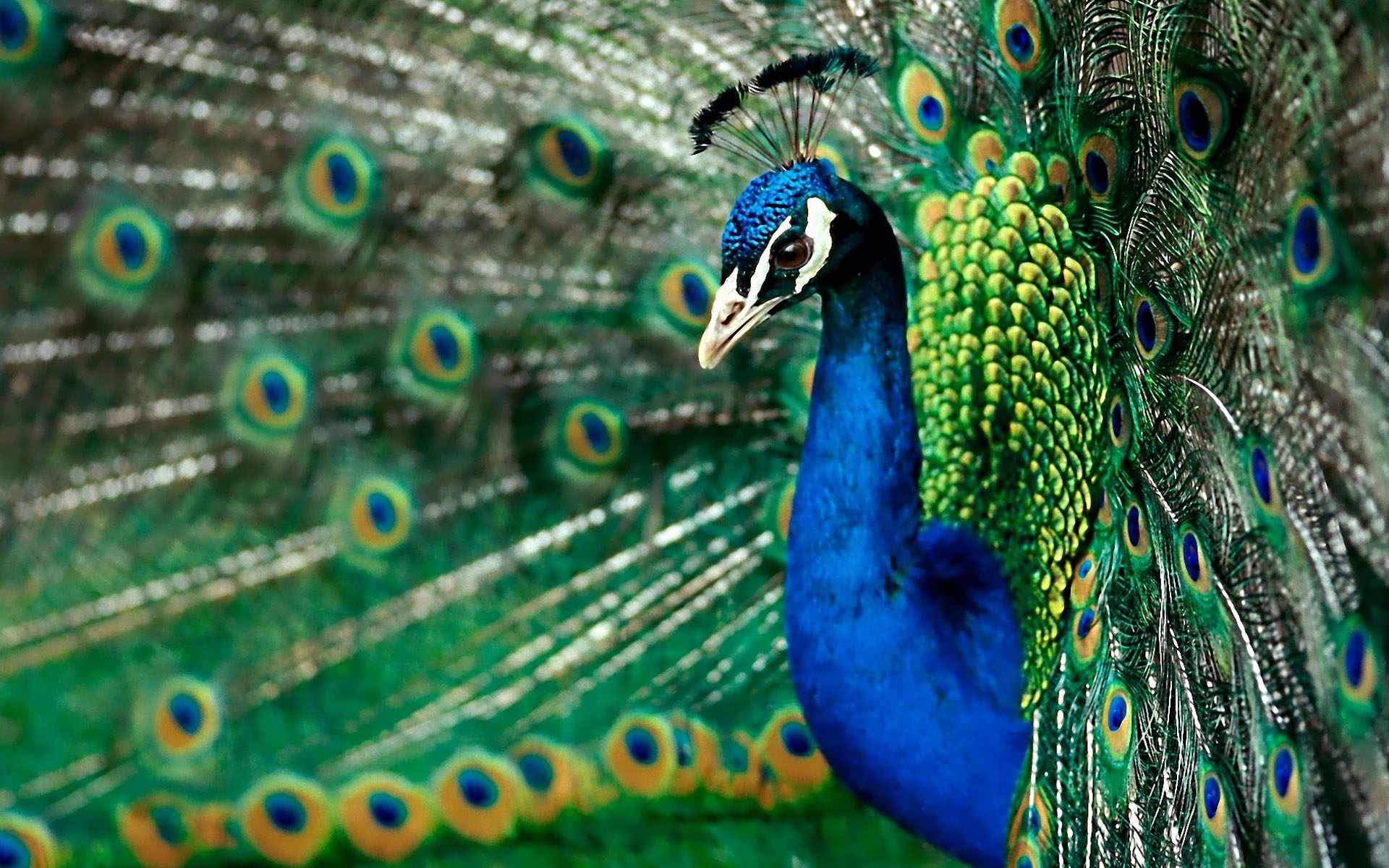 孔雀鸟类,电脑桌面壁纸,1920x1200,电脑桌面壁纸