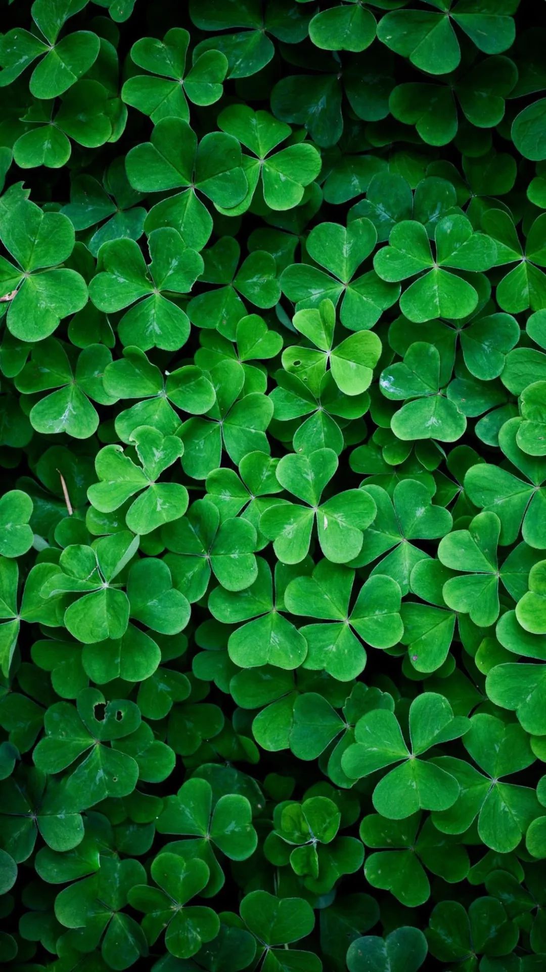 手机壁纸高清|高清唯美4k壁纸大图