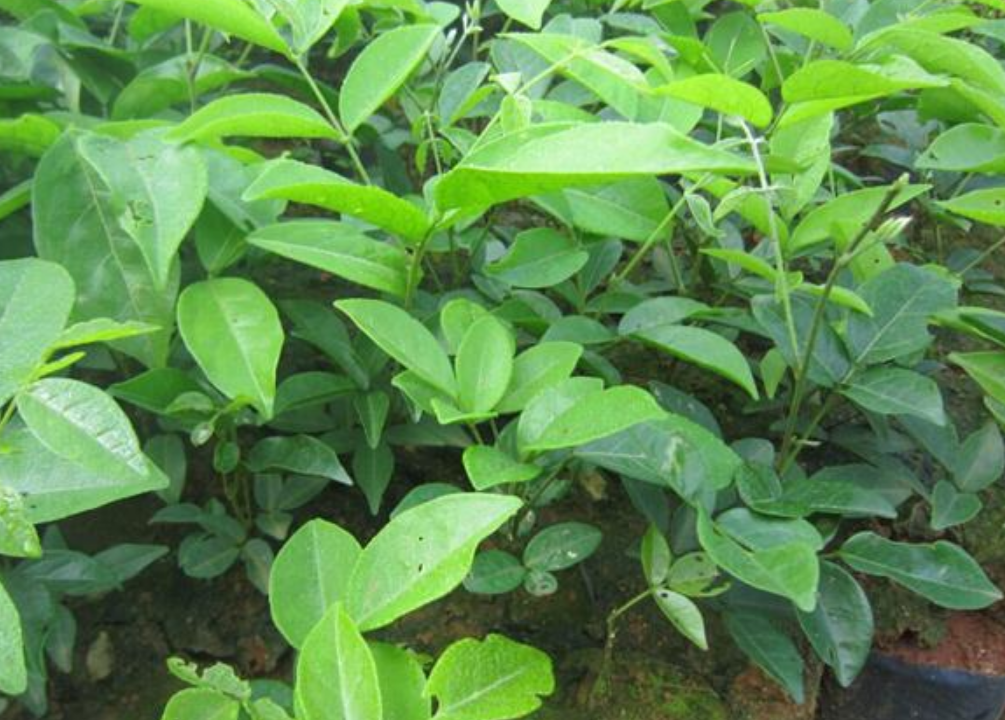 牛大力 - 优质问答专区