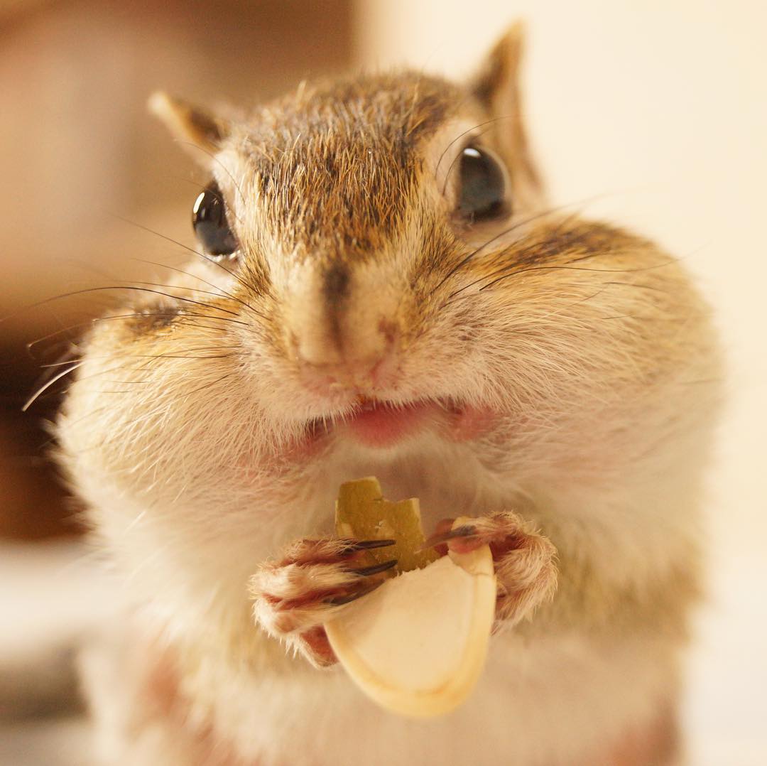 花粟鼠的腮帮子好神奇,什么都能放进去
