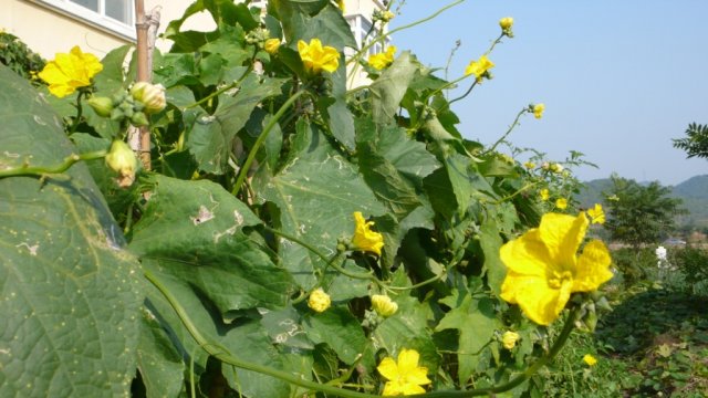 从而能够保证植株在生长期间的水分与养分的供给,引丝瓜藤蔓上架时,都