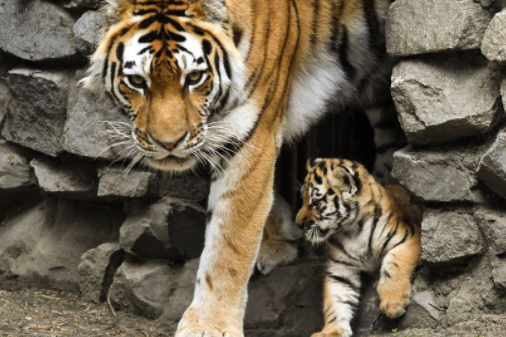 这是位于西伯利亚动物园的老虎一家,老虎家族其乐融融.