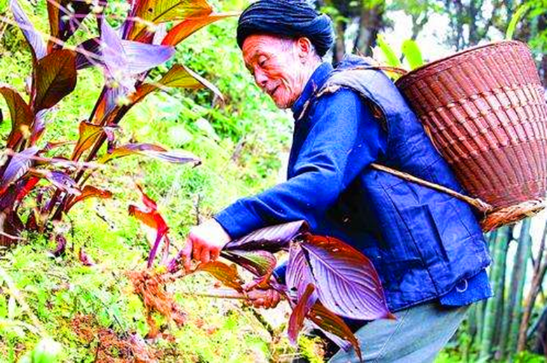 男子山崖上采药挖到百年人参,想晒干了卖,东西却不翼而飞