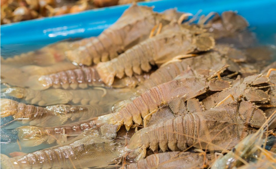 我们中国人不喜爱吃的九齿扇虾,在日本却是很难吃到,由于价格太贵