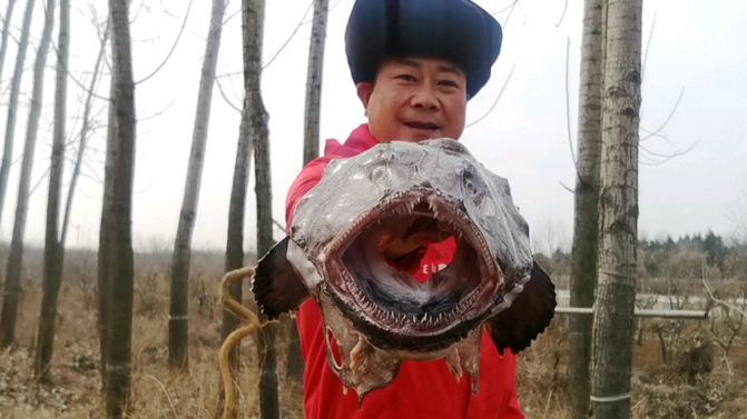 8斤的鱼4斤嘴,做道“红烧鱼嘴”,爷俩吃的过瘾整两杯