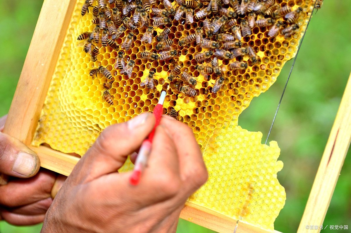 急造王台好不好?影响急造王台品质的因素有哪些?