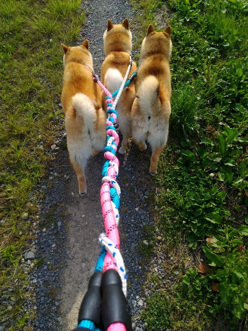 要出门了没,三只柴犬变身地狱三头犬等散步,主人苦笑:好有压力