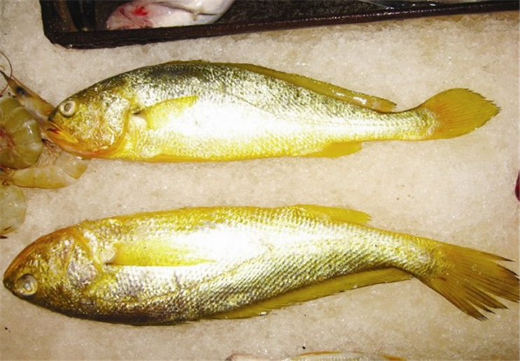 金黄色的大黄鱼,在池塘管理的时候有哪些高产的技术呢?
