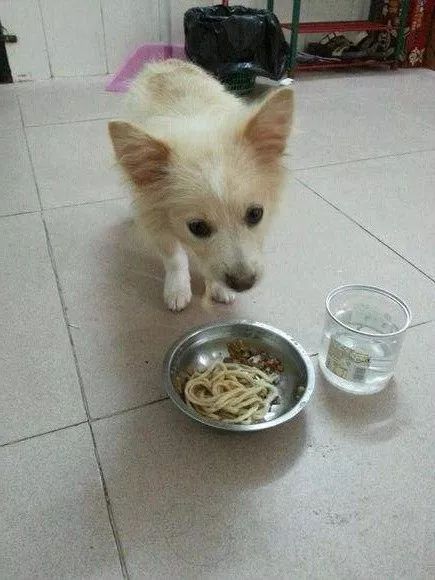 因为它"喜欢",所以喂了6年的面条!结果.