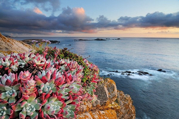 墨西哥高原,国外野生多肉植物的天堂